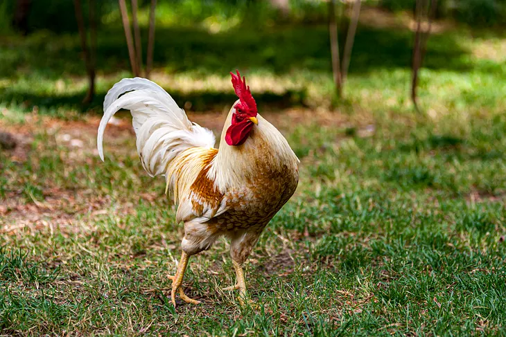 Bantam rooster strutting his stuff for story When is it Okay to Brag by Jonica Bradley