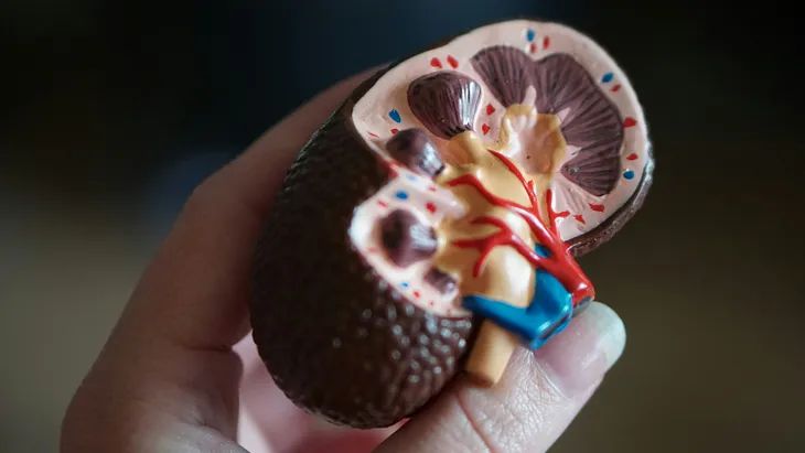 A photo of a plastic model of a kidney