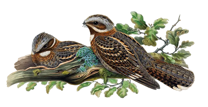 Two Beautiful Birds on a Branch By John Gould and H. C. Richter(Public Domain)