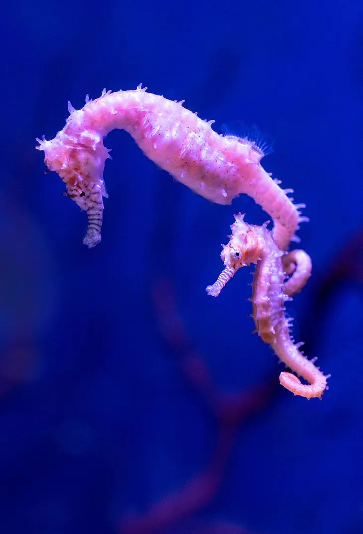 Male Seahorse Pregnancy