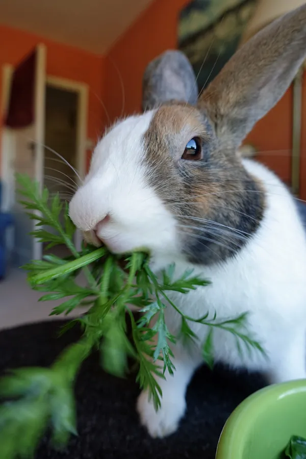 Nature green in tooth and paw