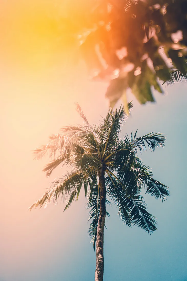 A sunset amongst palm trees