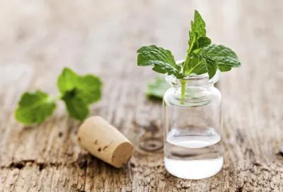 EVERYTHING YOU EVER WANTED TO KNOW ABOUT PEPPERMINT OIL