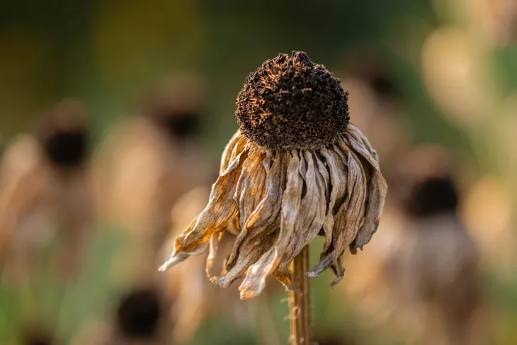 The dried husk of a purple echinacea flower.