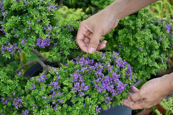 A Guide to the Wonderful World of Polyscias “Garden Beauty”