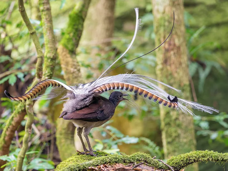 This Bird Can Imitate ANY Sound (even a Chainsaw)