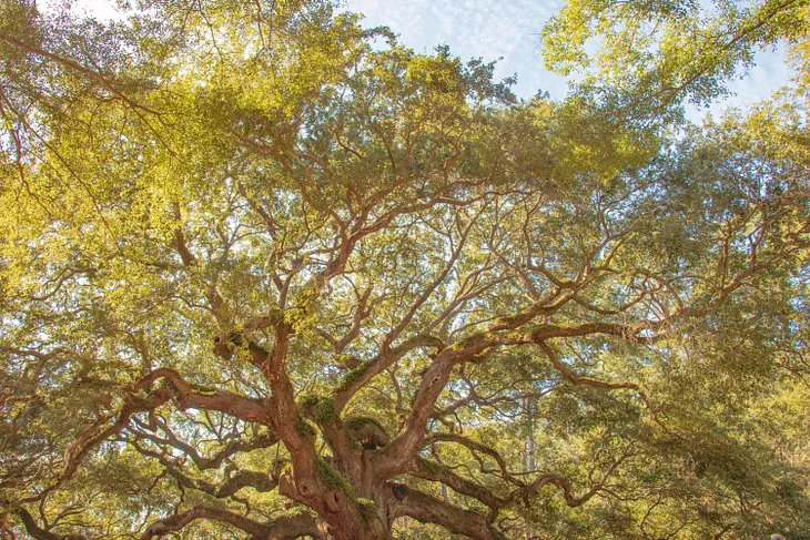 Large deciduous tree with leaves. Long twisting branches all over with leaves on every branch.