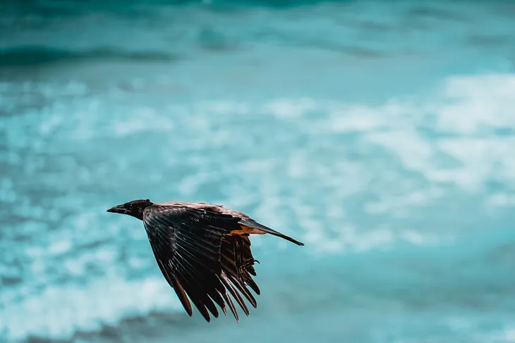 Gliding Crows