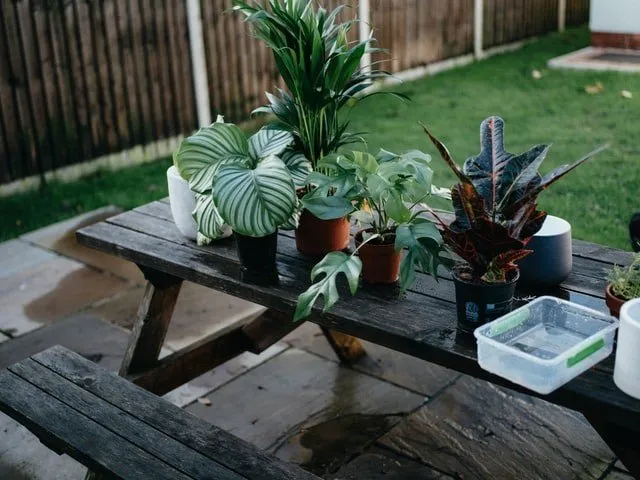 house plants on a table — camella house and lot for sale