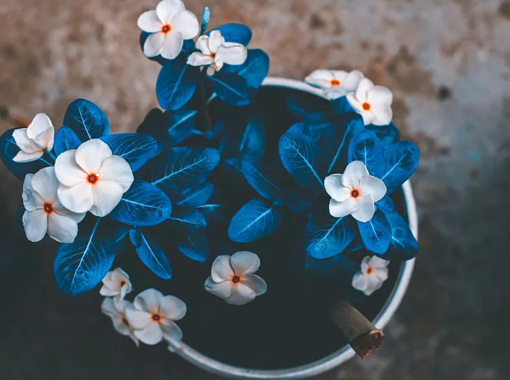 A pot adorned with white flowers and blue foliage.