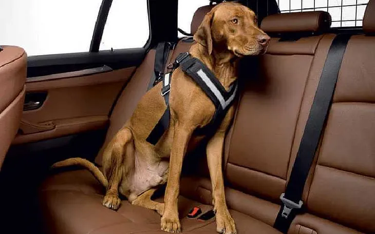 Best Dog Car Harness