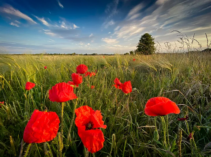 The Benefits of Crop Rotation in Organic Gardening