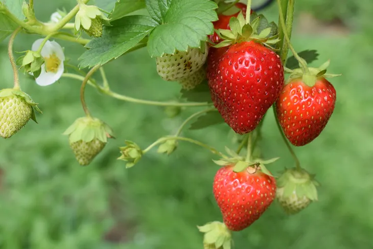 Top 6 Tips for Growing Strawberries