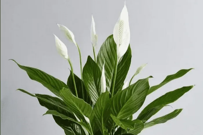 10 Peace Lily Plant Benefits