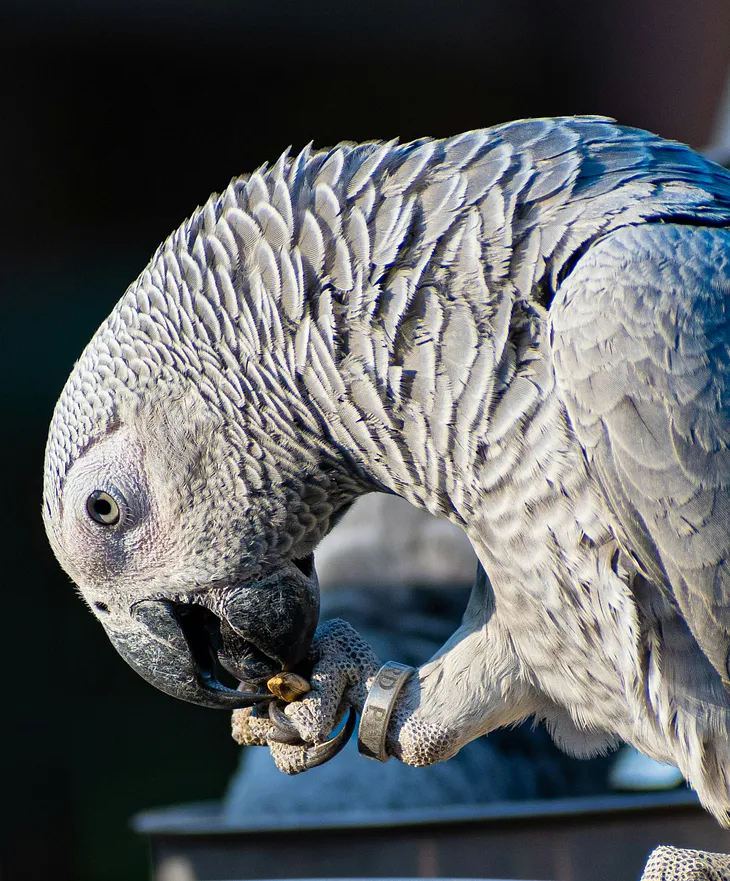 Is Macaw and GreyParrot Shop Legit? Does It Even Exist?