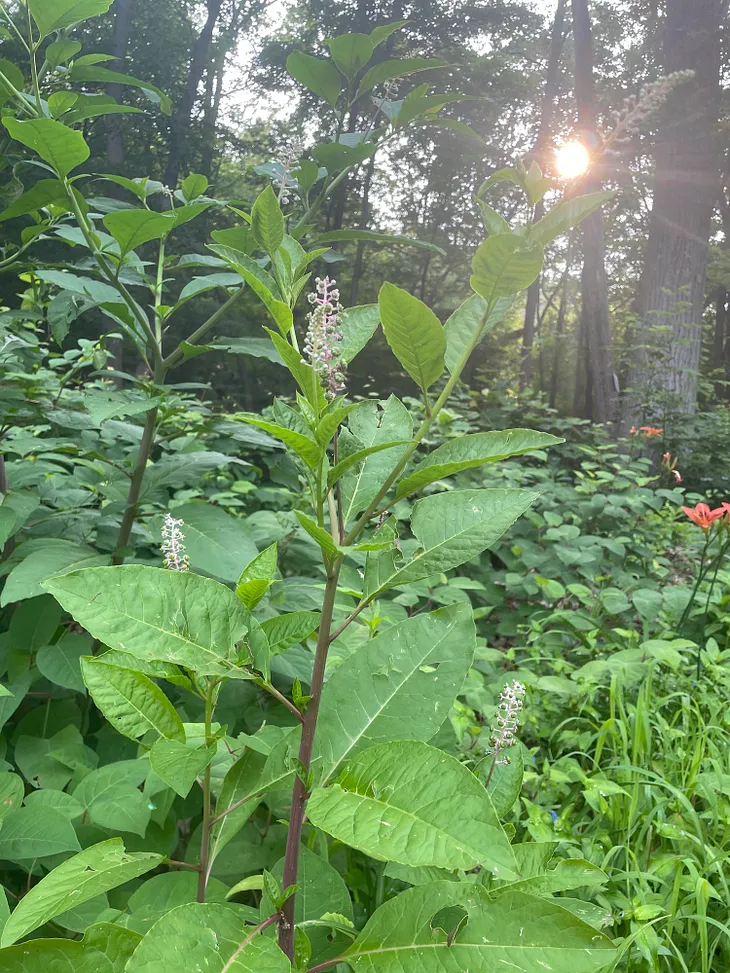 Flowering pokeweed reaching upward toward rays of the sun illuminating out of a forest.