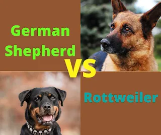 Rottweiler Vs German Shepherd To Choose The Better Dog For You