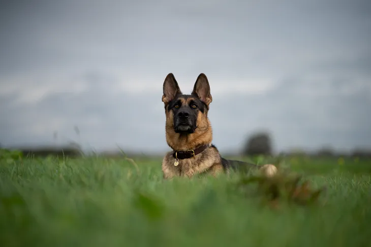 10 Things You Probably Didn’t Know About Your German Shepherd