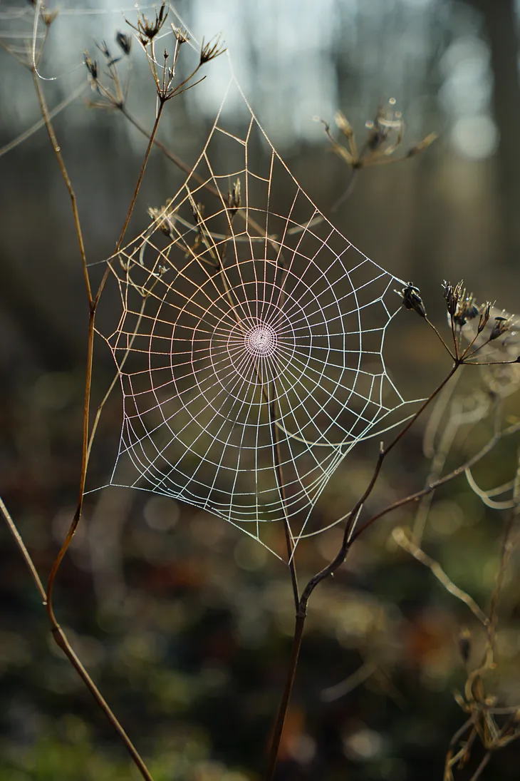 A Spiders Descent