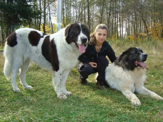 Bucovina Shepherd Dog