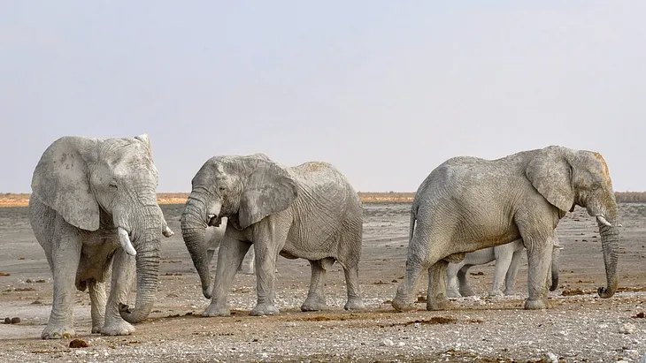 Three elephants on the plains.