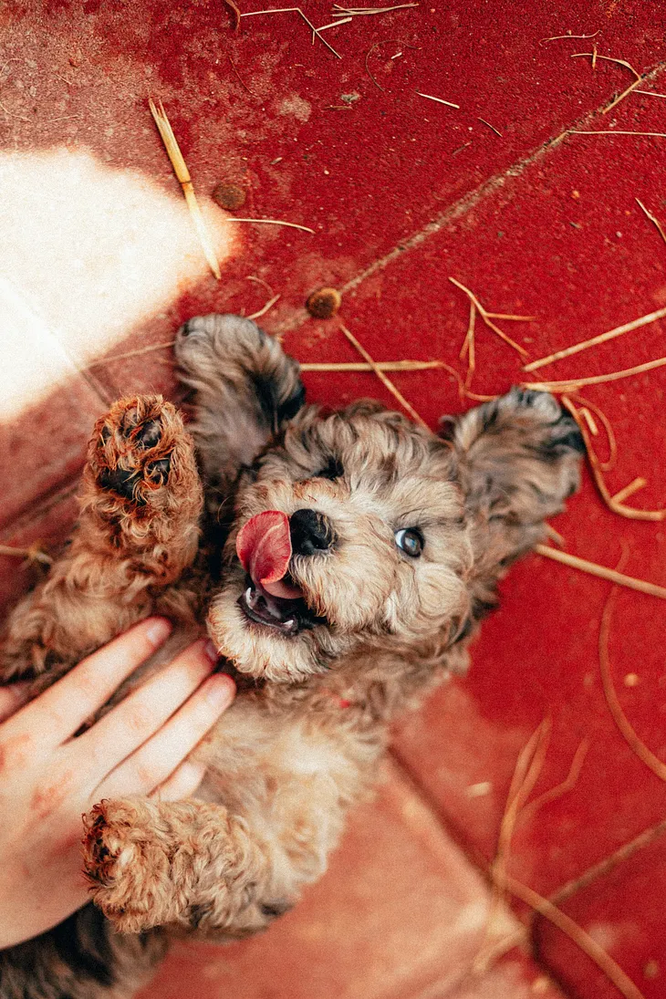 Planning for Alfie, the Miniature Schnauzer (Beware! Puppy Teeth!)