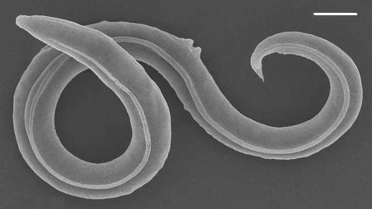 Did You Know? | 46,000-Year-Old Nematode Was Resurrected From the Siberian Permafrost?