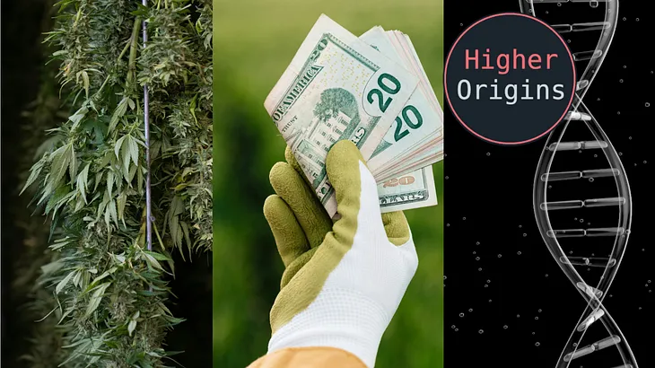 Ideal Cannabis Economics Part 1: Cultivation and Genetics