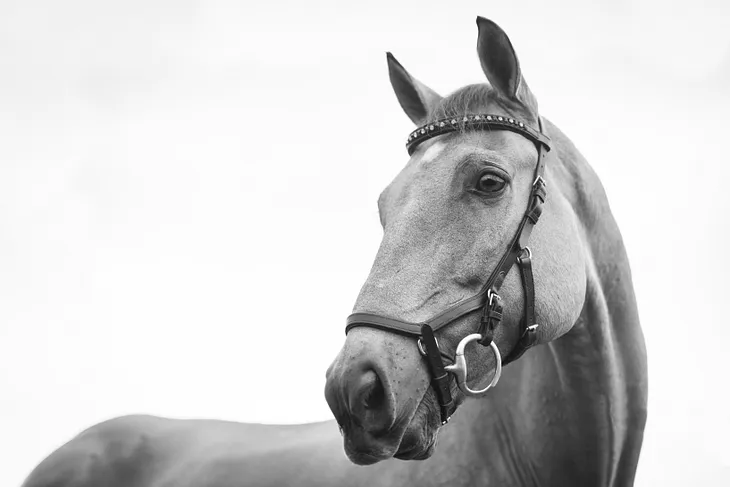 The Best Horse Mascots In The NFL