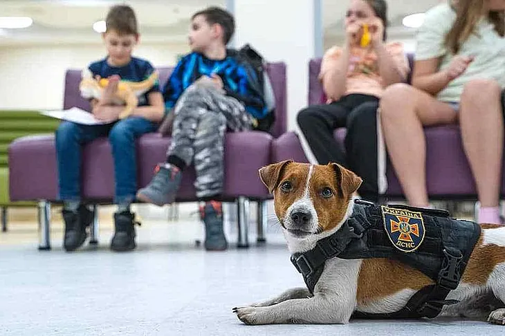 Color photo of Patron, the Ukrainian detection dog
