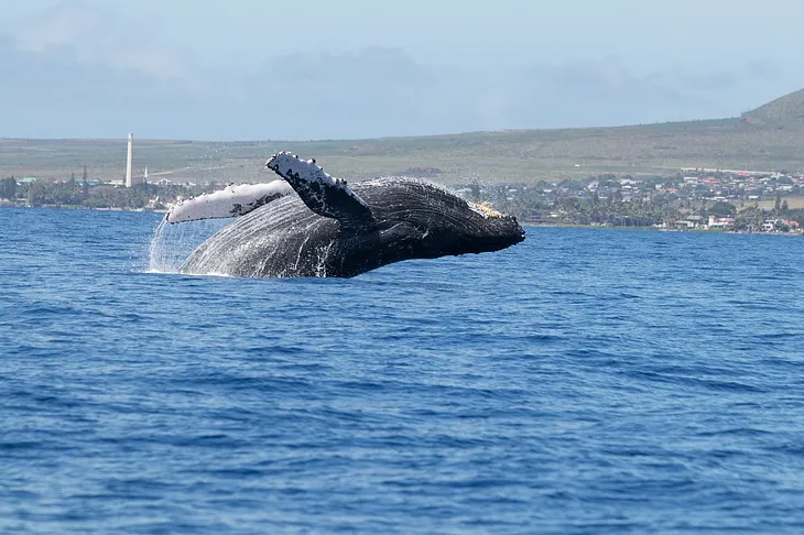 How Whales Attack Whaling Ships: Indefinite Incitement to Violence