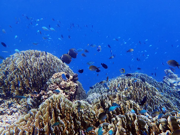 Four Luxury Hotels Championing Coral Reef Conservation on World Reef Awareness Day and Beyond