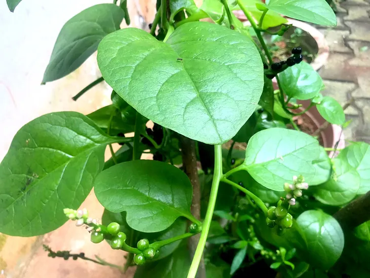 Spinach Plant