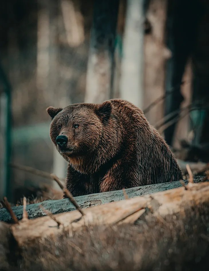 Reading: The Bear and the Nightingale by Katherine Arden