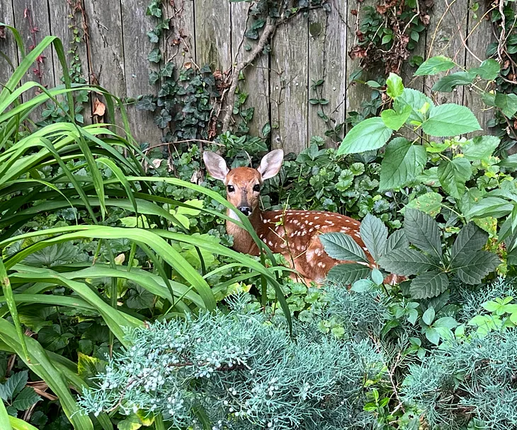 Fawn among the greenery in my backyard