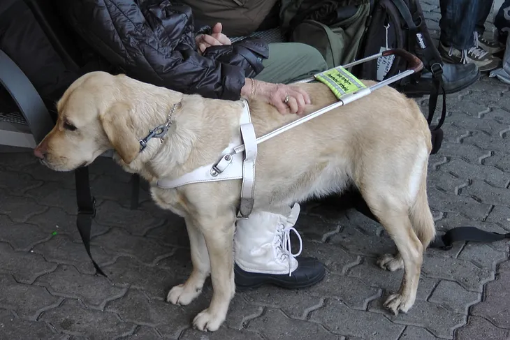 A yellow lab service dog stands by its handler.