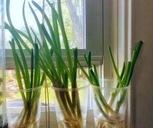 Scallion Stories: Easy Home-Grown Plants