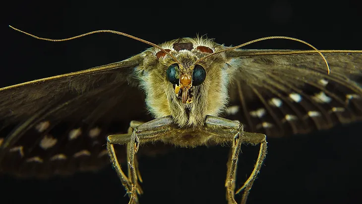 A close-up photograph of a moth.