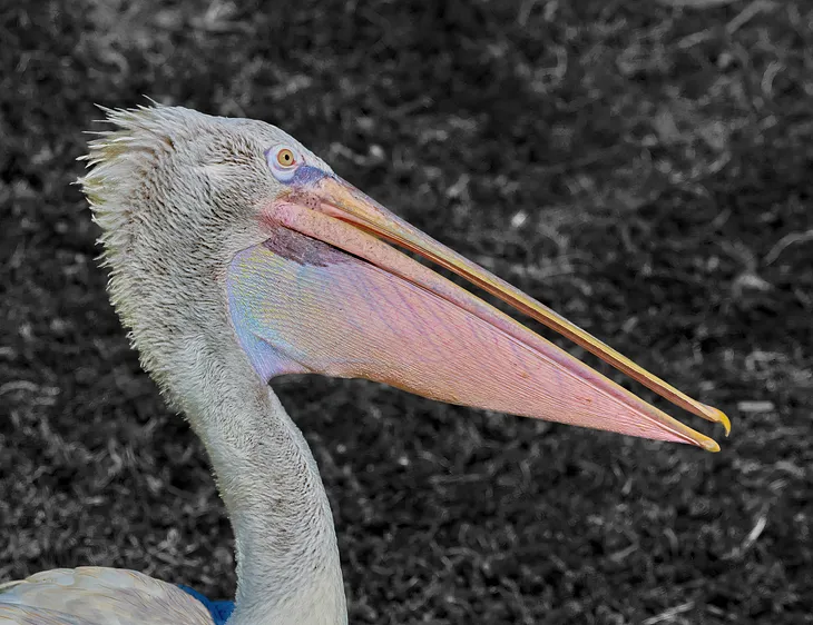 D is for Dalmatian Pelican