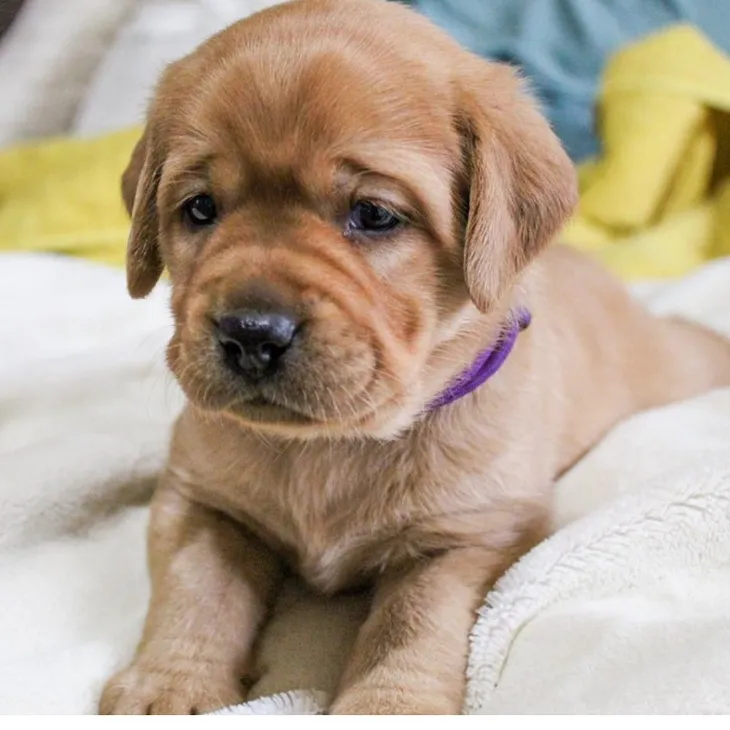 Getting a Labrador from a Reputed Breeder