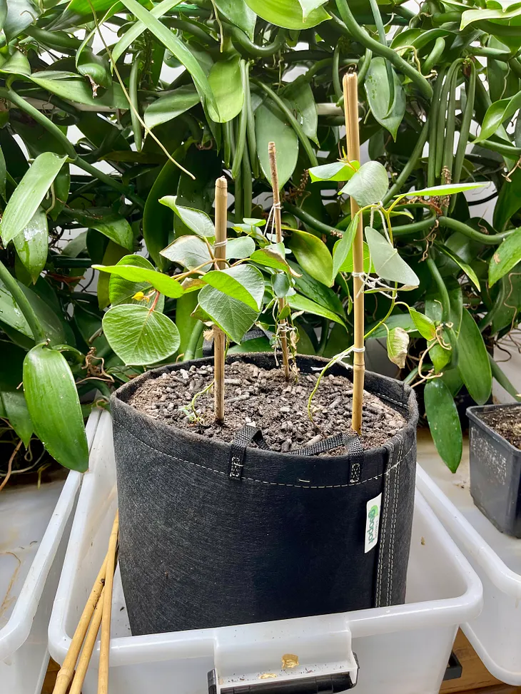 Flowering Gums and Bonsai?