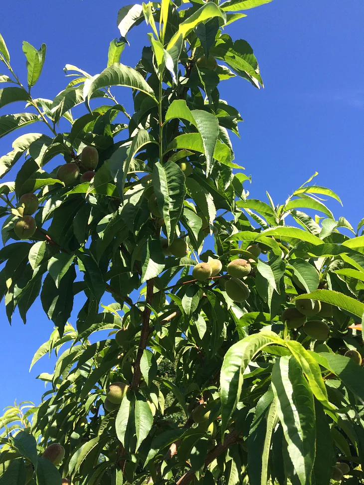 Photo of a peach tree with ripening fruit, blushed red in the summer sun