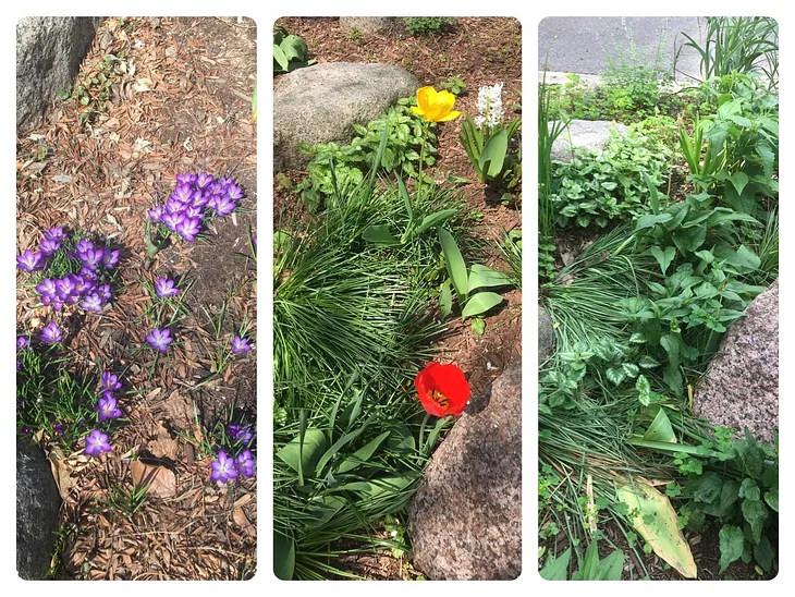 Observe, Speculate, Belong: My Phenological Walk