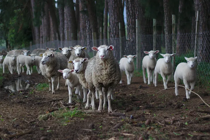 A herd of sheep in a forest