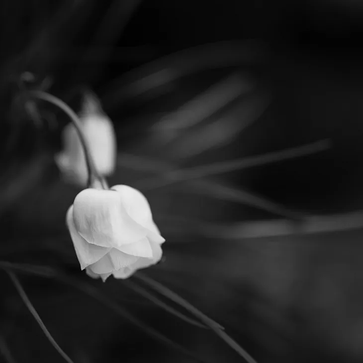 white flowers against dark background | black and white photography | pockett dessert