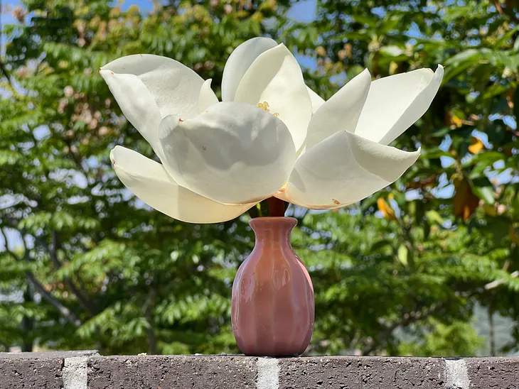 Southern Magnolia