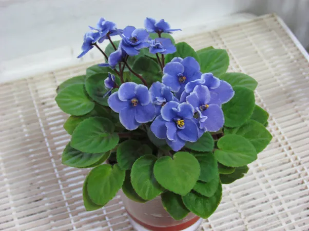 Indoor Air Pollution, will an African Violet on your desk fix it?