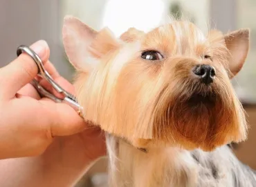 Why dog grooming is important?