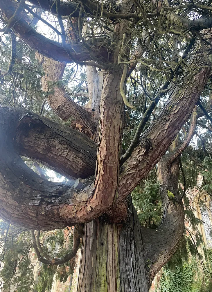 The Cedar Tree of Lebanon: Our Heritage?