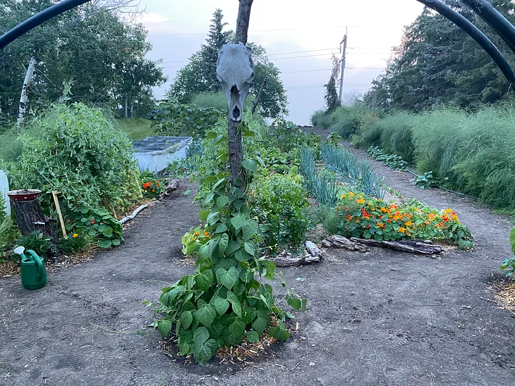 A beautiful garden in full bloom at dusk.